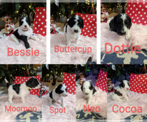 Sheepadoodle Puppy for Sale in LITTLETON, Colorado USA
