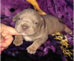 Small Photo #8 American Bully Puppy For Sale in CONCORD, CA, USA