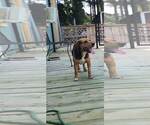 Small #17 Beagle