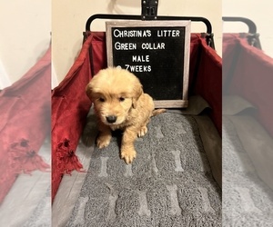 Golden Retriever Puppy for Sale in ONTARIO, California USA