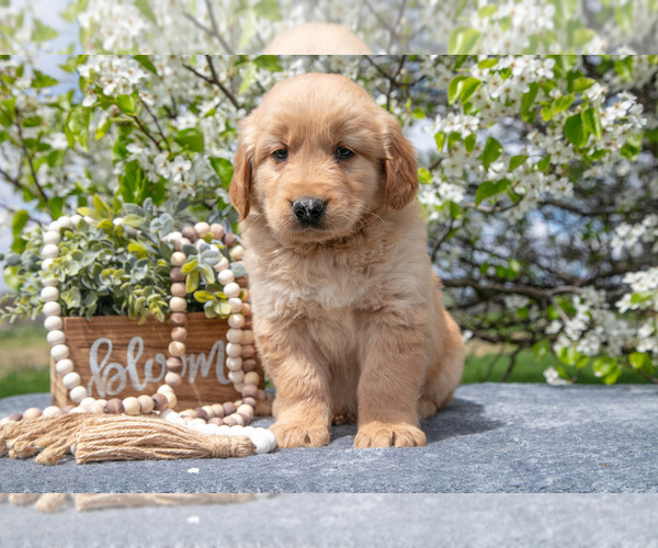 Medium Photo #6 Golden Retriever Puppy For Sale in WOLCOTTVILLE, IN, USA