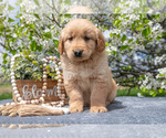 Small Photo #6 Golden Retriever Puppy For Sale in WOLCOTTVILLE, IN, USA