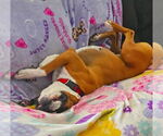 Small #2 Boxer