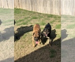 Small Photo #1 Bullmastiff-Cane Corso Mix Puppy For Sale in KILLEEN, TX, USA