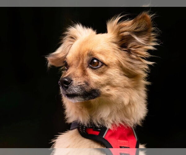 Medium Photo #1 Tibetan Spaniel-Unknown Mix Puppy For Sale in Ellijay, GA, USA
