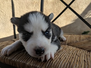 Siberian Husky Puppy for sale in SYLMAR, CA, USA