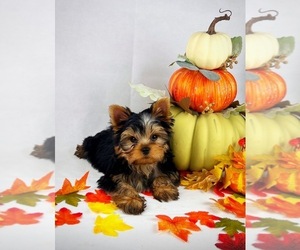 Yorkshire Terrier Puppy for Sale in VANCOUVER, Washington USA