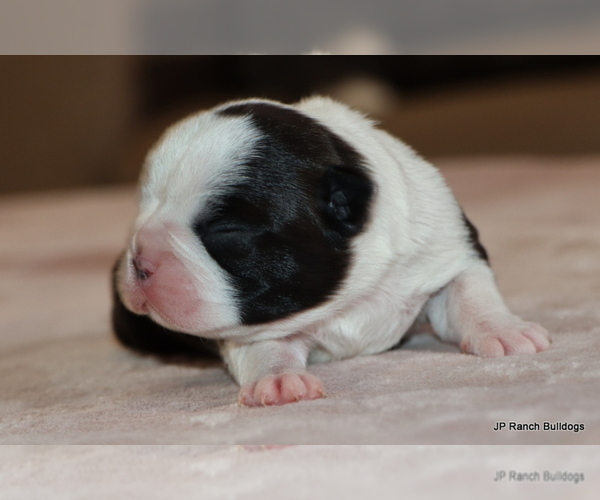 Medium Photo #2 Boston Terrier Puppy For Sale in WINNSBORO, TX, USA