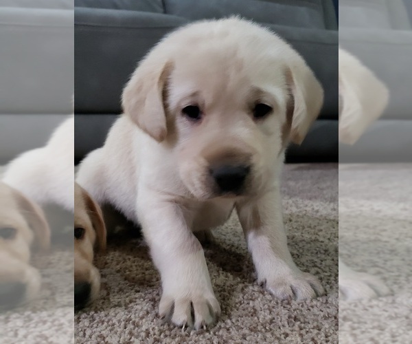 Medium Photo #110 Labrador Retriever Puppy For Sale in OLYMPIA, WA, USA