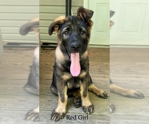 Medium Photo #2 German Shepherd Dog Puppy For Sale in GREENVILLE, GA, USA
