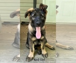 Small Photo #2 German Shepherd Dog Puppy For Sale in GREENVILLE, GA, USA
