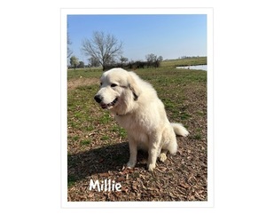 Mother of the Great Pyrenees puppies born on 04/02/2025