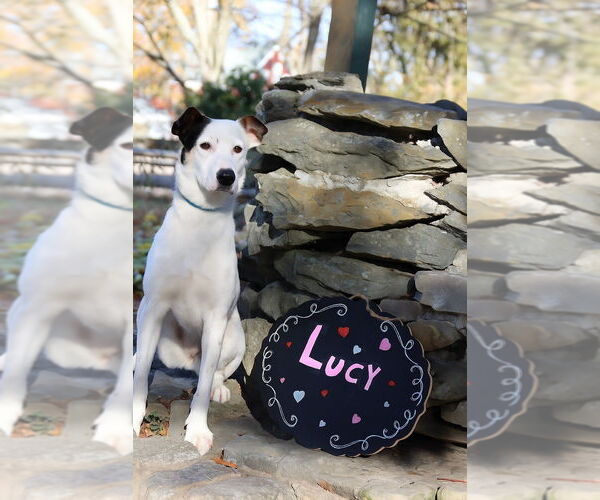 Medium Photo #11 Mutt Puppy For Sale in Oak Bluffs, MA, USA