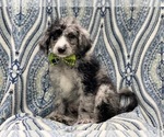 Small Photo #4 Old English Sheepdog-Poodle (Miniature) Mix Puppy For Sale in LAKELAND, FL, USA