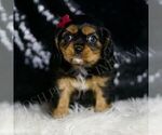 Small Photo #11 Cavalier King Charles Spaniel Puppy For Sale in WARSAW, IN, USA