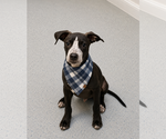 Small #1 Labrador Retriever Mix