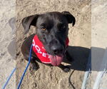 Small #11 Labrador Retriever Mix