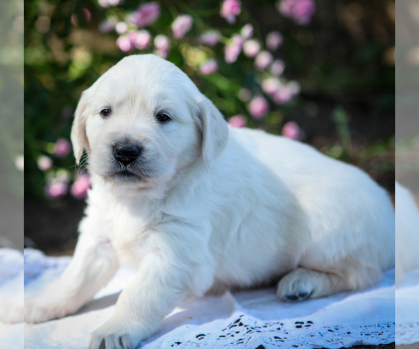 Medium Photo #4 English Cream Golden Retriever Puppy For Sale in SCIO, OR, USA