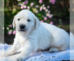 Small #3 English Cream Golden Retriever