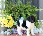 Puppy Bethany Poodle (Standard)