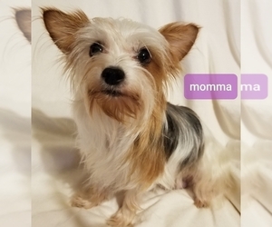 Mother of the Yorkshire Terrier puppies born on 01/21/2024