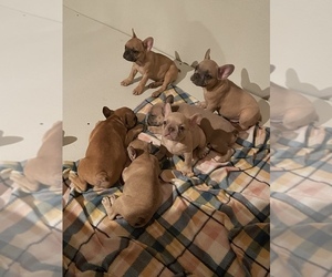 French Bulldog Puppy for sale in FORT WORTH, TX, USA