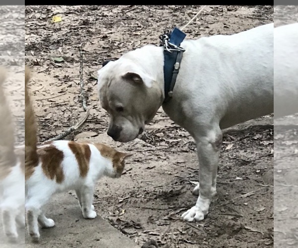 Medium Photo #12 American Bulldog Puppy For Sale in MACON, GA, USA