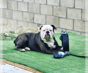 Mother of the Olde English Bulldogge puppies born on 05/14/2023
