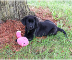 Small #5 Labrador Retriever