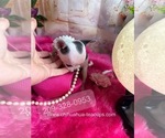 Small #7 Chihuahua