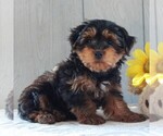 Small Photo #3 YorkiePoo Puppy For Sale in GORDONVILLE, PA, USA