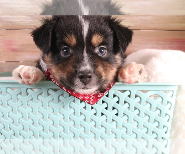 Medium Photo #2 Australian Shepherd Puppy For Sale in STAFFORD, VA, USA