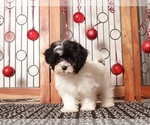 Small #1 Shih-Poo