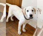 Small Labrador Retriever Mix