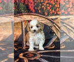 Small #8 Cavachon