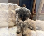 Small Photo #3 Schnauzer (Miniature) Puppy For Sale in LAWRENCE, MI, USA