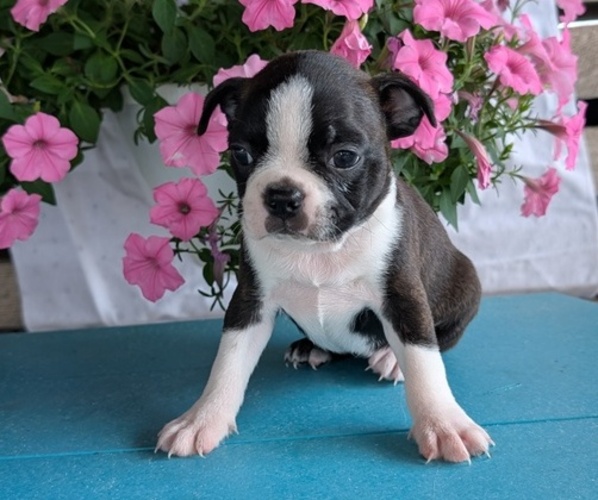 Medium Photo #3 Boston Terrier Puppy For Sale in GOSHEN, IN, USA