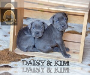 Cane Corso Puppy for sale in COVINA, CA, USA