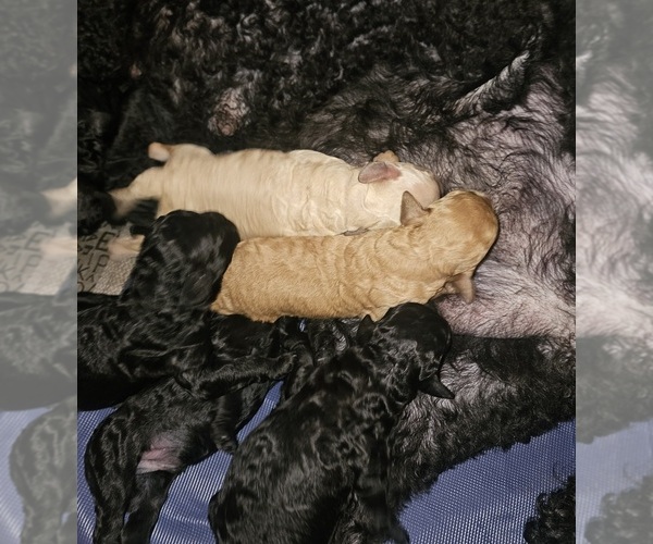 Medium Photo #1 Poodle (Standard) Puppy For Sale in MILWAUKEE, WI, USA