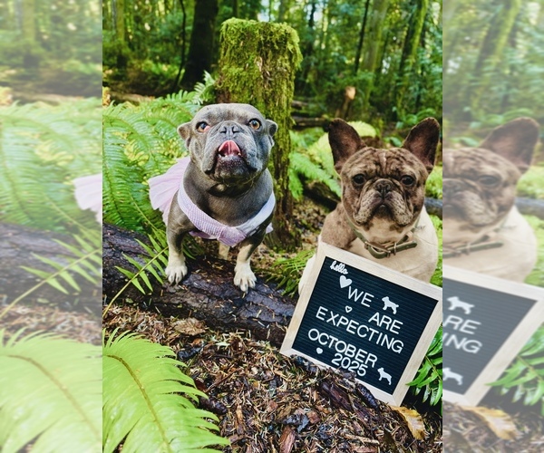 Medium Photo #1 French Bulldog Puppy For Sale in BREMERTON, WA, USA
