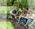 Small Photo #1 French Bulldog Puppy For Sale in BREMERTON, WA, USA