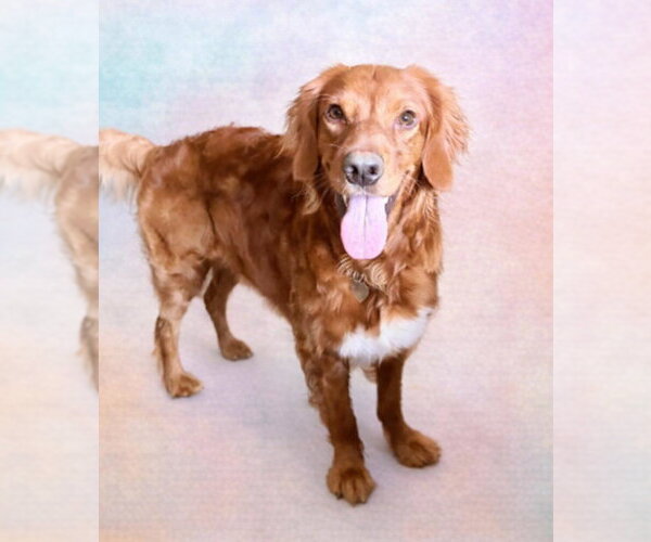 Medium Photo #2 Golden Irish Puppy For Sale in Pacolet, SC, USA