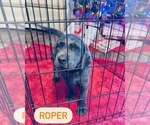 Puppy Roper Labrador Retriever