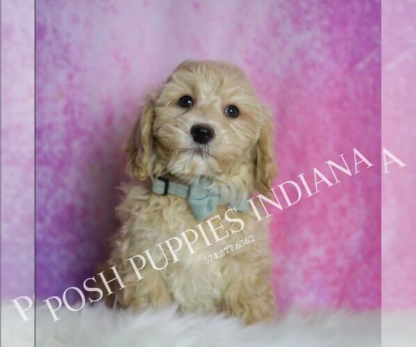 Medium Photo #14 Maltipoo (Miniature) Puppy For Sale in WARSAW, IN, USA