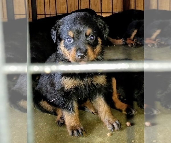 Medium Photo #22 Rottweiler Puppy For Sale in RIEGELWOOD, NC, USA