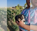 Small Photo #4 Pembroke Welsh Corgi Puppy For Sale in GALLEGOS, NM, USA
