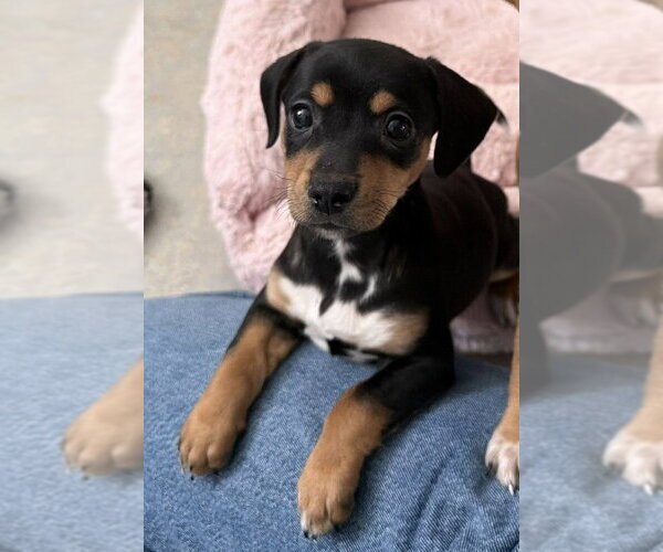 Medium Photo #6 Beagle-Unknown Mix Puppy For Sale in New York, NY, USA