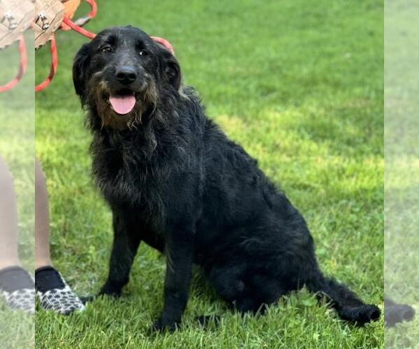 Medium Photo #2 Mutt Puppy For Sale in Yardley, PA, USA