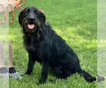 Small #1 Mutt