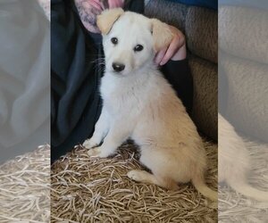 Great Pyrenees-Unknown Mix Dogs for adoption in Minneapolis, MN, USA